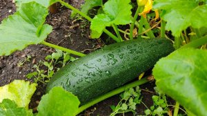 Легко и быстро как почистить разделать кабачок дома в домашних условиях