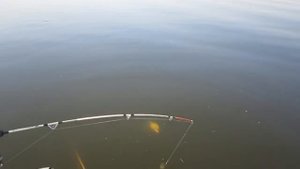 Вся рыба в пол- воды. Поймать проблематично. 6 июля 2019г .