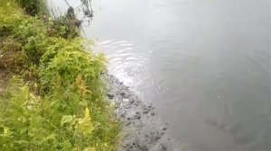 рыбалка. горбуша. дальний восток ванино