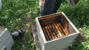 Обязательно выламываем свищевые маточники чтобы молодая матка не слетела с роем.