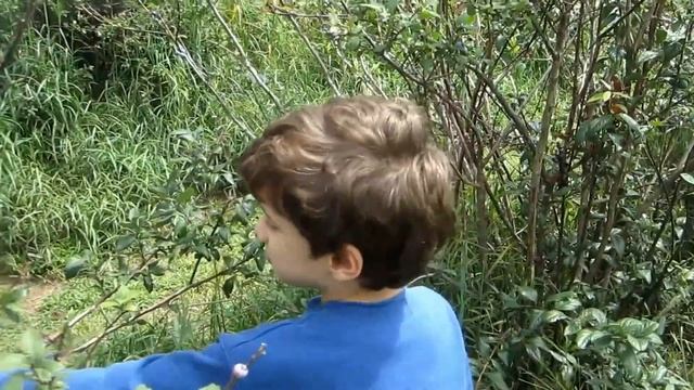 Сбор голубики и ежевики на ферме  Кушать - бесплатно