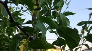 Унаби Зизифус мегаполезный экзотический фрукт