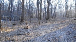 добрались до леса, грибов нет