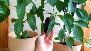 Сладкий перец "Бухарест": необычный сорт для выращивания дома