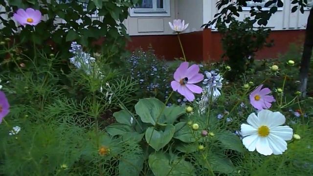 Шмель летает над цветами (DSCN2457) смотреть онлайн