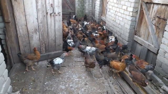 МОРОЗ - 10 ГРАДУСОВ. НАЧАЛО НОВОГО ДНЯ В ДЕРЕВНЕ. смотреть онлайн