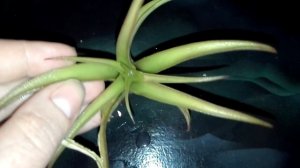 Тиланссия Аэрантос (Tillandsia aeranthos)