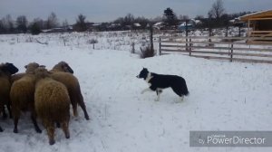 Бордер колли Чойс. И работа с молодыми баранами