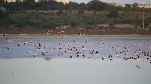 Flamingos at Larnaca Salt lake, 23 november 2020