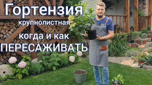 Пересадка крупнолистной ГОРТЕНЗИИ . Как правильно и когда это делать.