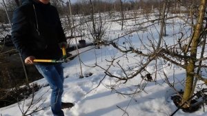 Обрезка яблони 10 лет. Флорина на ММ106.