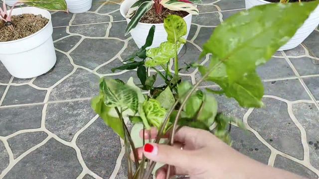 BELI TANAMAN SYNGONIUM ONLINE DAN UNBOXING PAKET смотреть онлайн