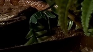 как какает змея)