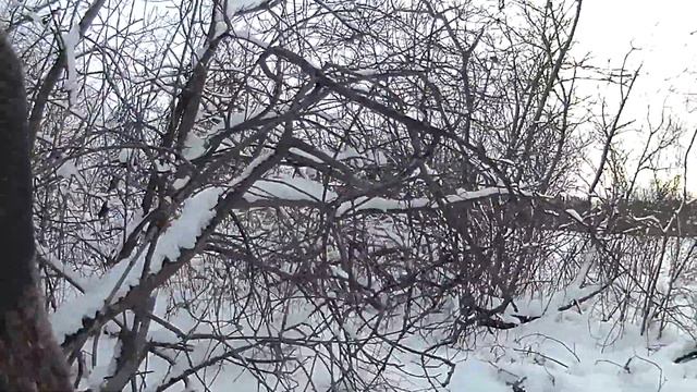 Пять мужиков, кобель и два зайца. смотреть онлайн