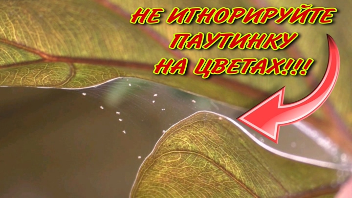 Кошмар цветовода ?? ПАУТИННЫЙ КЛЕЩ ? спасаю свои цветы.