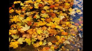 ЛИСТЬЯ НА ВОДЕ (Бренда Ли. Золотое ретро 50 - 60х годов)