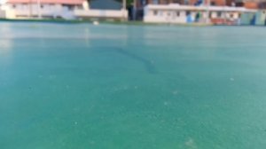 Богомол vs Сколопендра