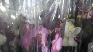 Оптовый рынок цветов, ОРХИДЕИ НА ЛЮБОЙ ВКУС / Краснодар