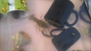 Раки в домашнем аквариуме, Часть №2