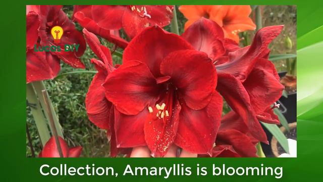 Collection, Hippeastrum | Amaryllis is blooming | Diy garden ideas смотреть онлайн