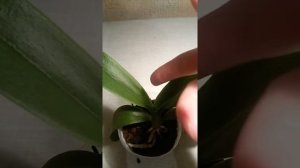 ОСОБЕННОСТИ ФАЛЕНОПСИСА САПФИР Dtps.Tzu Chiang Sapphire