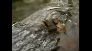 Артур Бесаев Я парнишка седой