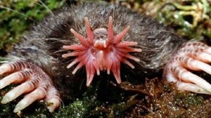 10 САМЫХ НЕОБЫЧНЫХ ЖИВОТНЫХ НА ЗЕМЛЕ