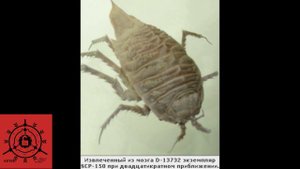 SCP-150 - Корабль Тесея