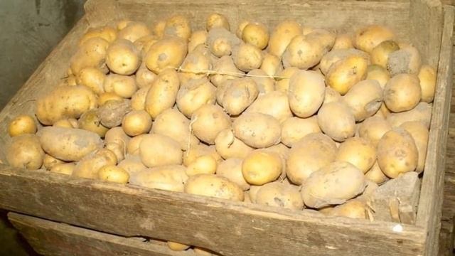 Сорта Картофеля Адретта Фото