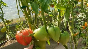 Сердце томата Сердце Уолта Сволки 06,08,2023