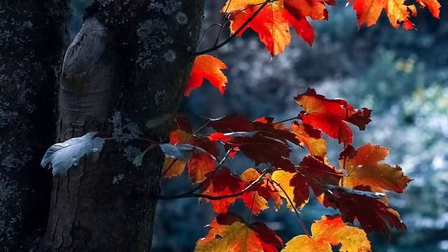 Когда я гляжу на летящие листья... (М.Цветаева) смотреть онлайн