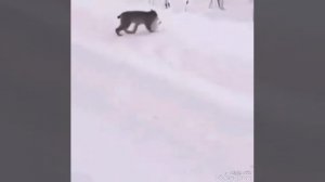 Загонная охота рыси