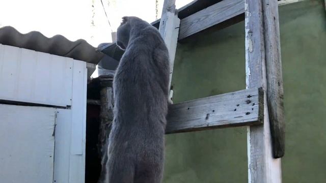 Как НАПУГАТЬ кота? Чего боятся коты? Кошачьи страхи!