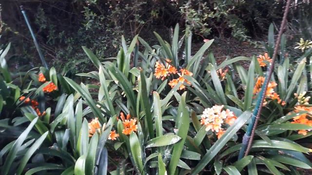 Tambookie flowers clivias 2018 смотреть онлайн