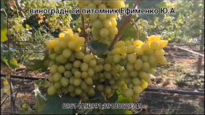виноград Услада и другие