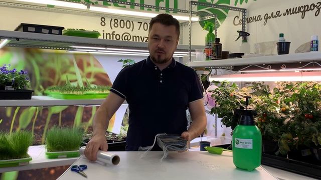 Петрушка - как вырастить в домашних условиях? Микрозелень