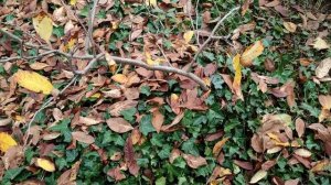 German Medlar (Mespilus germanica) - how a fruit trees survives falling over