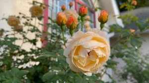 David Austin Rose - Roald Dahl