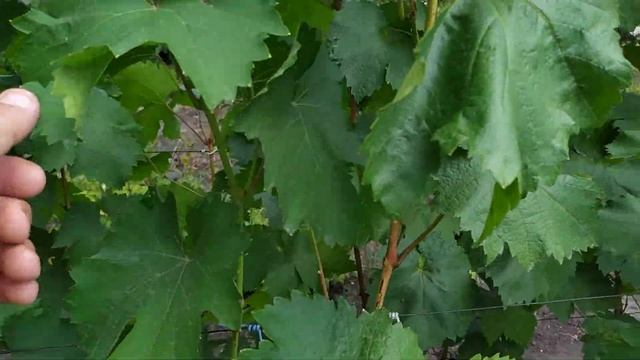 Часть 2 .Борьба с болезнями винограда при созревании ягод!!!! Фитал или фосфиТ аллюминия. смотреть онлайн