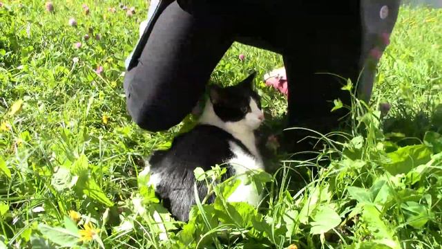 КОТ НАВСЕГДА ЗАПОМНИТ ЭТОТ ДЕНЬ // Не забудь про лайк =) смотреть онлайн