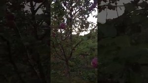 Сорт яблони из семьи , Макинтош ...