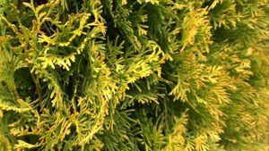 Thuja occidentalis ' Jantar ' PP#22296 Golden Emerald Arborvitae April 2, 2020