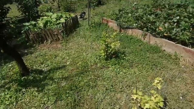 Куры - как спасти огород//Куры спят на деревьях смотреть онлайн