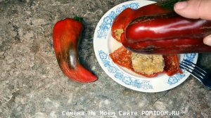 Лучшего СОРТА ПЕРЦА для ФАРШИРОВАНИЯ просто Нет! Перец Долма Турецкий — Dolma Biber