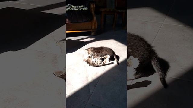 З позранку на зарядку    funny cats  Challenge  -  morning warm-up