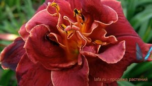 Лилейник гибридный Найт Эмберс (hemerocallis) ? обзор: как сажать, луковицы лилейника Найт Эмберс