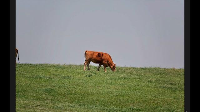 【カメラ】RX10M4で一年間撮り続けて来た写真をお見せします！後半 смотреть онлайн