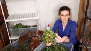 Размножение бегоний Bipinnatifida, Brevirimosa, sp. Temuyuk