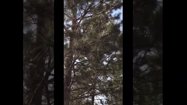 «Защита природы»