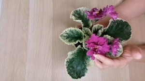 Обзор фиалок ЕК -Черная жемчужина и ВАТ-Эдем